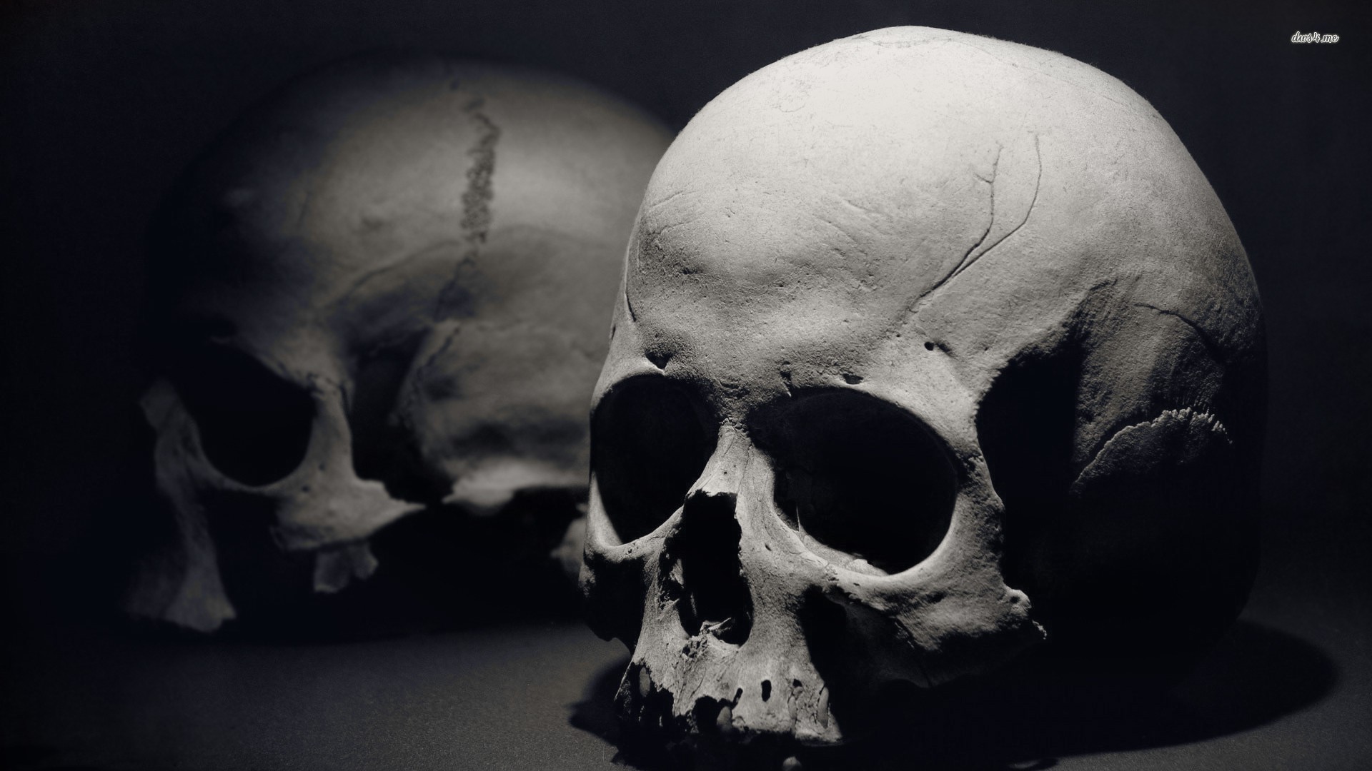 Human Skull 19 1080 Photography Wallpaper Anthropology Students Association